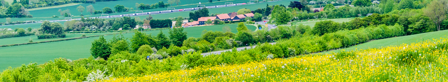A meadow on a summer day