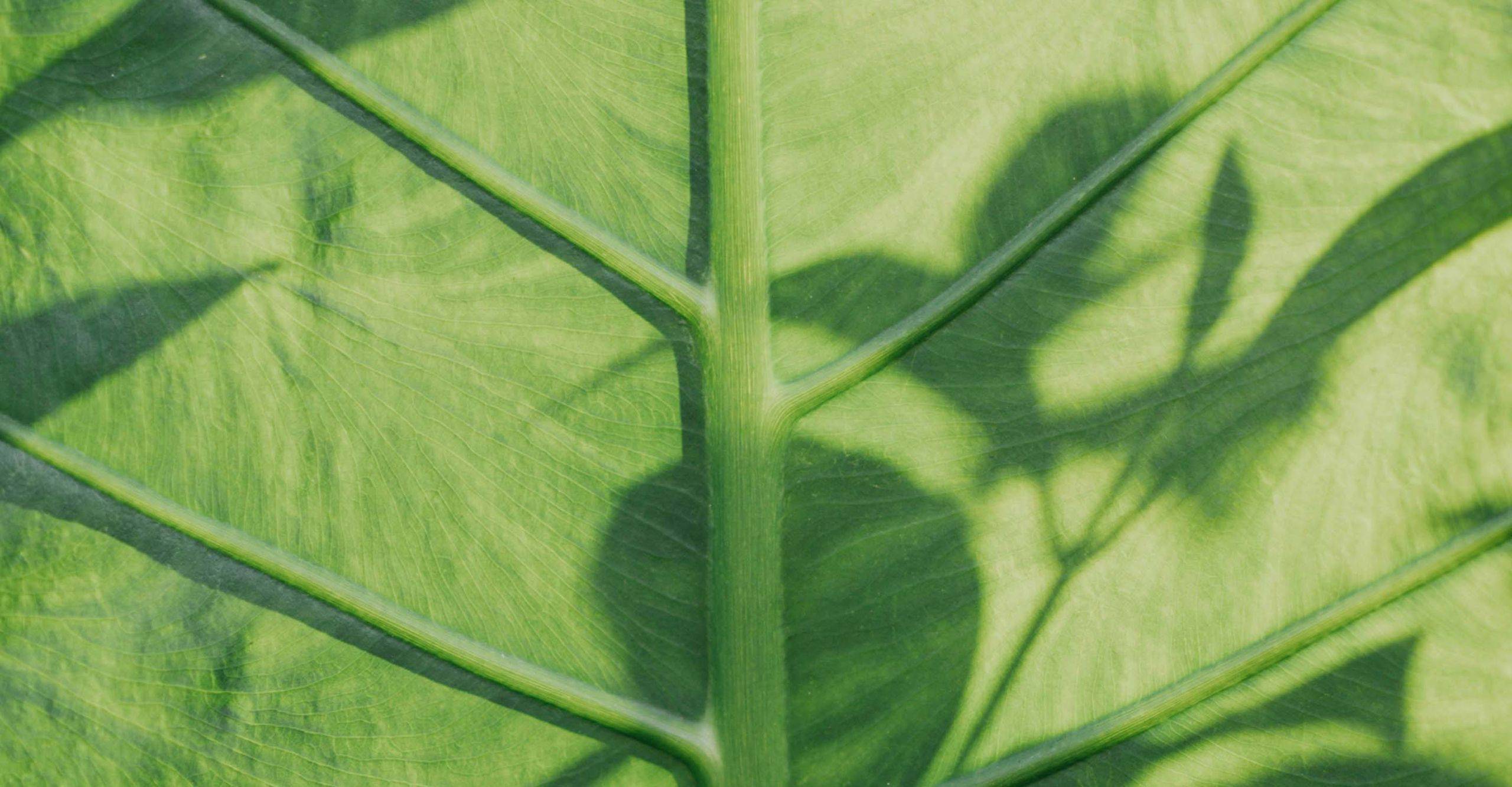 Large leaf in sunlight